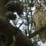 Hibou moyen-duc